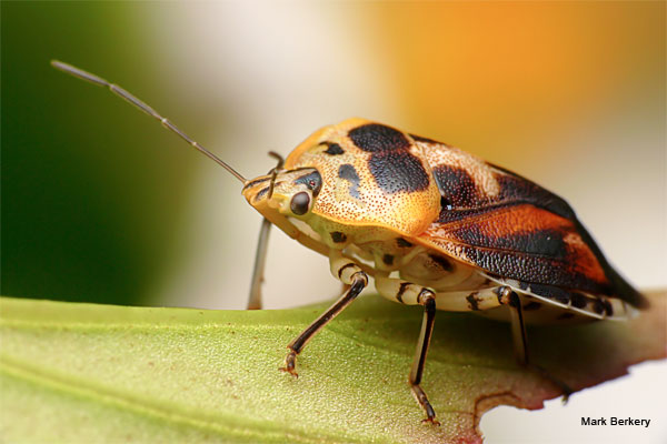 An Irish Shield Bug by Mark Berkery