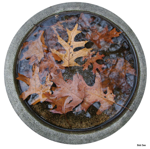 Winter Birdbath by Bob See